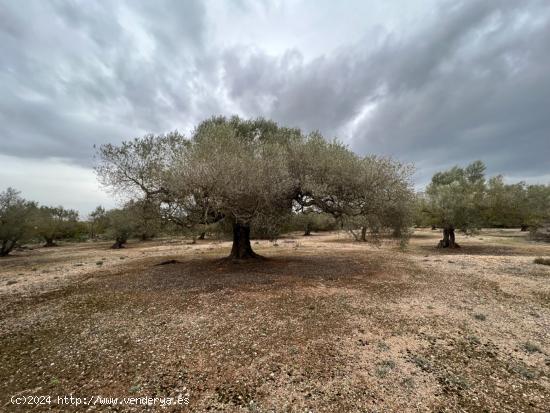 FINCA RÚSTICA CON PLANTADA DE OLIVOS. - TARRAGONA