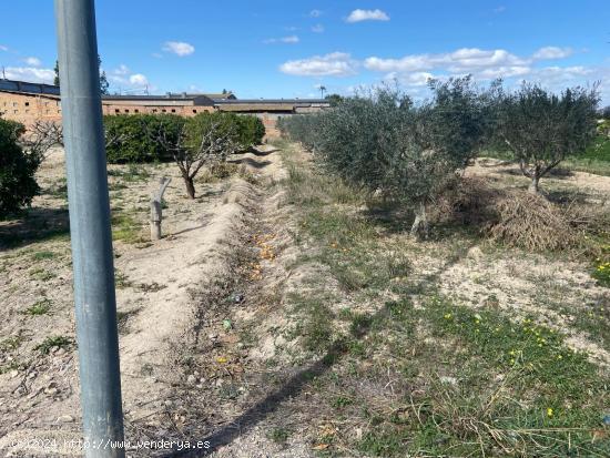 TERRENO URBANO EN LOS GARRES (MURCIA) - MURCIA