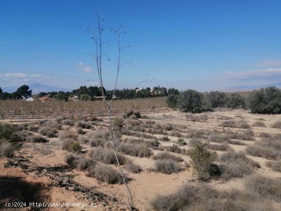 Inversión a corto plazo en los Conejos¡¡¡¡ - MURCIA