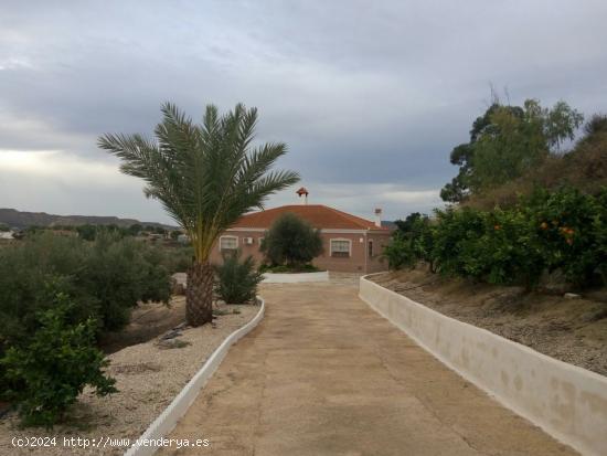  Chalet en parcela de 5.000 ms con olivos y pinos - MURCIA 