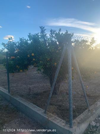 Terreno rústico en la huerta de Murcia - MURCIA