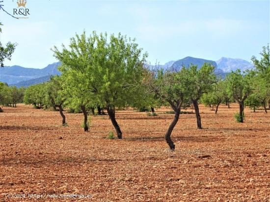 FINCA RÚSTICA BINISSALEM  EDIFICABLE 40.000 M2 - BALEARES