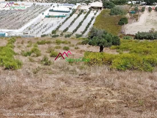 VENTA PARCELA ARCOS DE LA FRA. - CADIZ