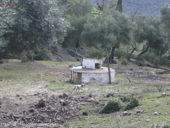 VENTA FINCA RÚSTICA CRTRA. EL BOSQUE - UBRIQUE - CADIZ