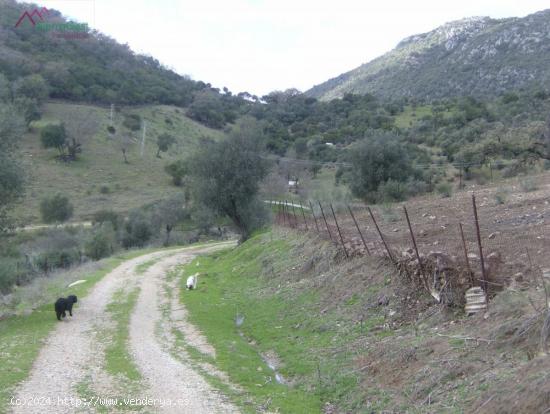 VENTA FINCA RÚSTICA CRTRA. EL BOSQUE - UBRIQUE - CADIZ