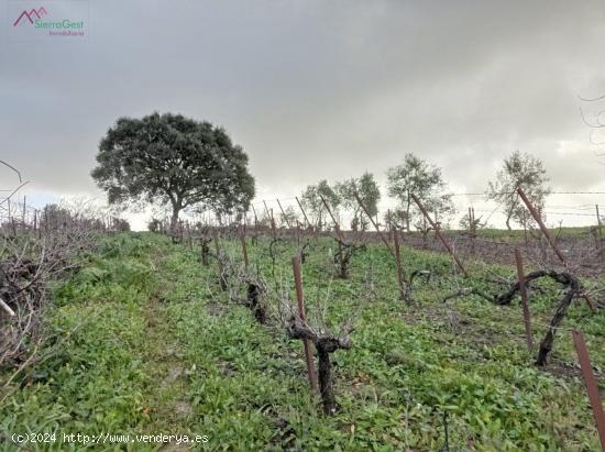 VENTA PARCELA PRADO DEL REY - CADIZ