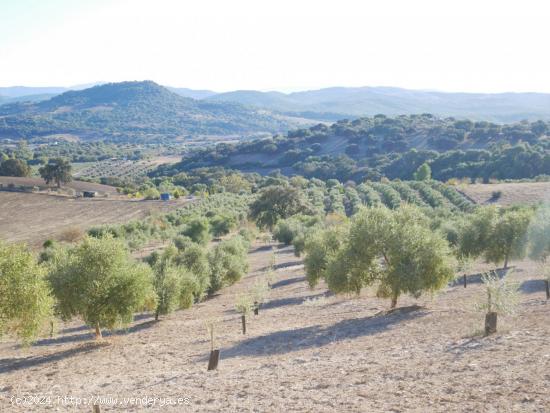 VENTA PARCELA PRADO DEL REY - CADIZ