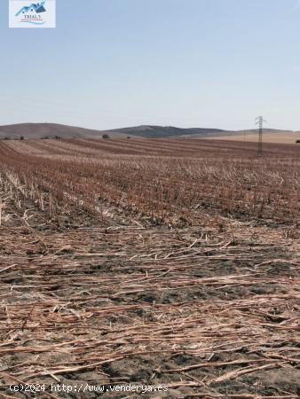 VENTA PARCELA EN EL CORONIL - SEVILLA - SEVILLA