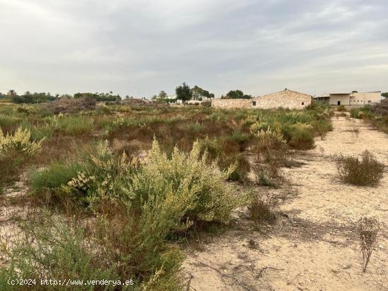  PARCELA 12000M CON CASA VIEJA EN LA ALGODA ELCHE - ALICANTE 