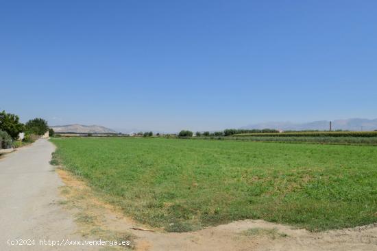 FINCA RUSTICA DE RIEGO EN BELICENA - GRANADA