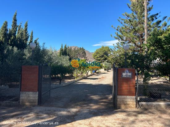 Gran casa de campo rodeada de arboles frutales, palmeras, pinos y olivos muy cuidados - MURCIA