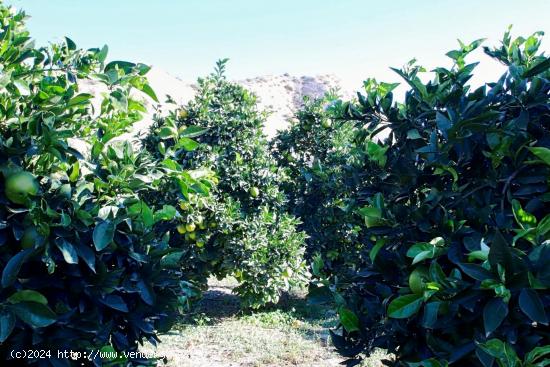 Finca en cultivo en Terque - ALMERIA