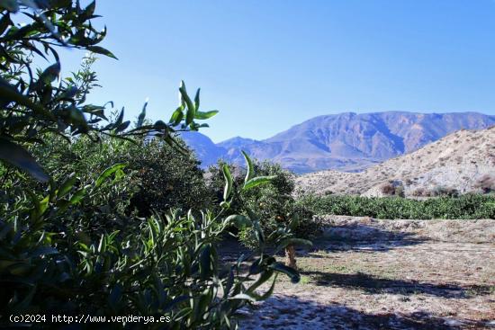 Finca en cultivo en Terque - ALMERIA