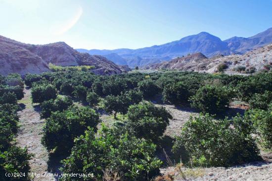 Finca en cultivo en Terque - ALMERIA