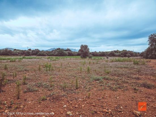  FINCA RUSTICA EN VENTA EN SANTA BARBARA (TARRAGONA) - TARRAGONA 