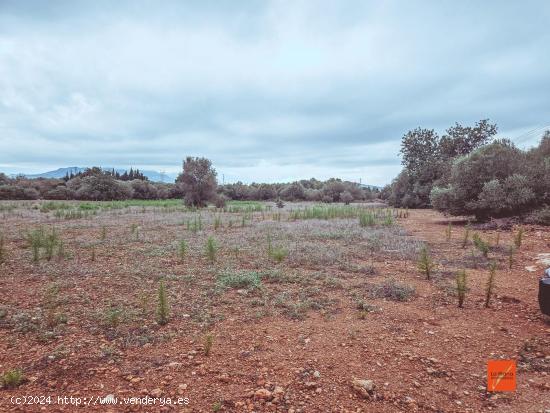 FINCA RUSTICA EN VENTA EN SANTA BARBARA (TARRAGONA) - TARRAGONA