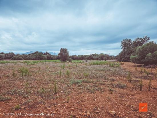 FINCA RUSTICA EN VENTA EN SANTA BARBARA (TARRAGONA) - TARRAGONA