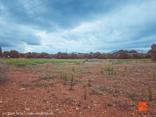 FINCA RUSTICA EN VENTA EN SANTA BARBARA (TARRAGONA) - TARRAGONA