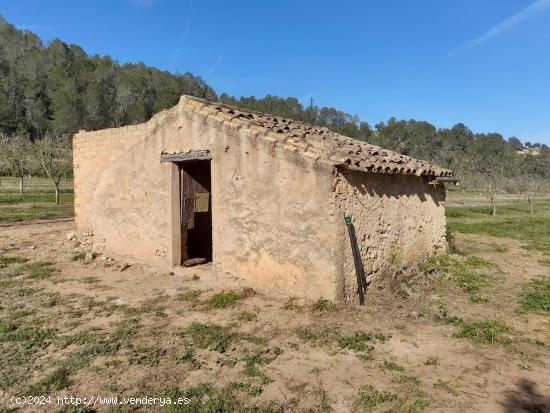 OPORTUNIDAD ESPLENDIDA FINCA DE REGADIO EN VENTA EN GINESTAR ( RIBERA D´EBRE - TARRAGONA