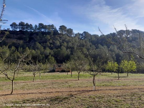 OPORTUNIDAD ESPLENDIDA FINCA DE REGADIO EN VENTA EN GINESTAR ( RIBERA D´EBRE - TARRAGONA