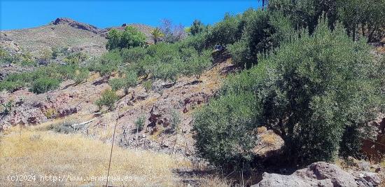 Terreno con olivos, invernadero y cuarto apero con agua y luz en la montaña de San Bartolomé de Ti