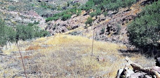 Terreno con olivos, invernadero y cuarto apero con agua y luz en la montaña de San Bartolomé de Ti