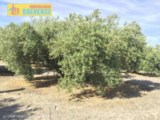 Estupenda finca de olivar marteño - JAEN