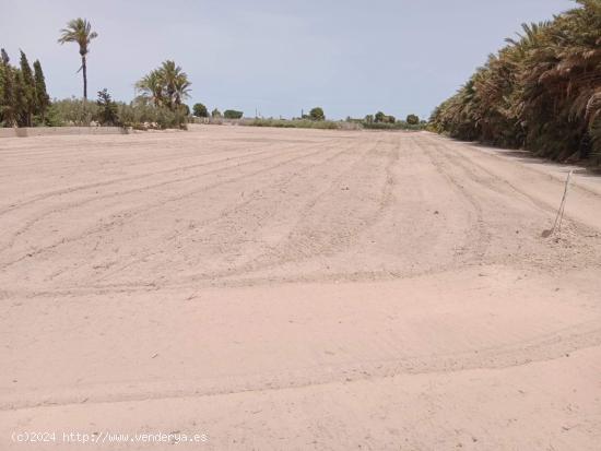 AMPLIO TERRENO EN DAIMÉS - ALICANTE