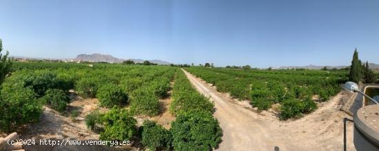  FINCA RUSTICA DE CULTIVO LIMON - ALICANTE 