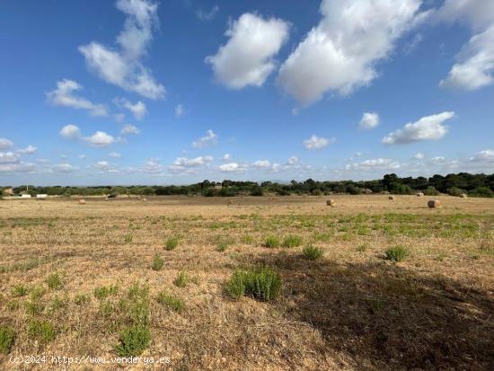 SE VENDE TERRENO RUSTICO EDIFICABLE EN LA ZONA DE CAMPOS/SANTANYÍ - BALEARES