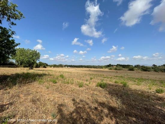 SE VENDE TERRENO RUSTICO EDIFICABLE EN LA ZONA DE CAMPOS/SANTANYÍ - BALEARES