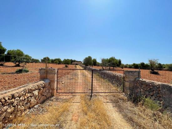 SE VENDE FINCA RUSTICA EDIFICABLE - BALEARES