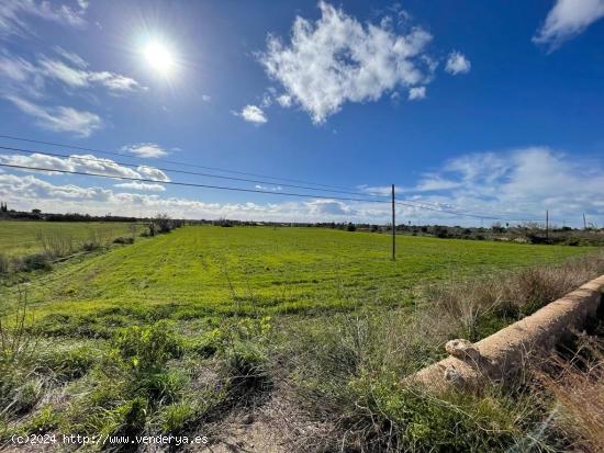 SE VENDE TERRENO EN LLUCMAJOR - BALEARES