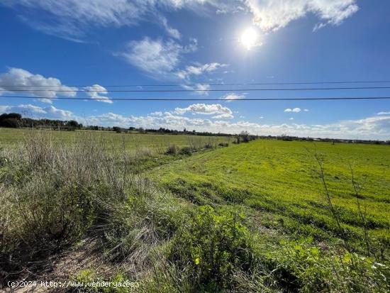 SE VENDE TERRENO EN LLUCMAJOR - BALEARES