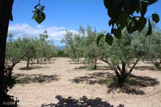 Terreno Rural con agua de pozo y luz - ALICANTE