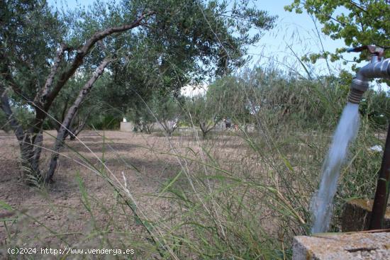 Terreno Rural con agua de pozo y luz - ALICANTE