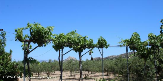 Terreno Rural con agua de pozo y luz - ALICANTE