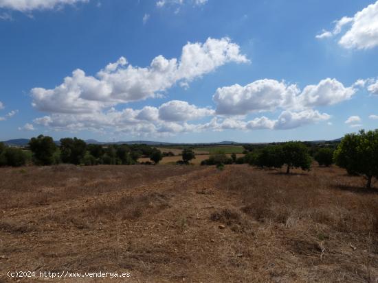 Finca rústica entre Manacor/Villafranca de Bonany - BALEARES