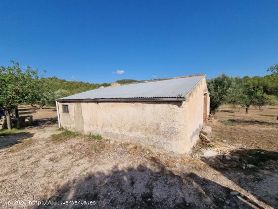 Tenemos en la zona de Tivissa un Almacen con muchas posibilidades - TARRAGONA