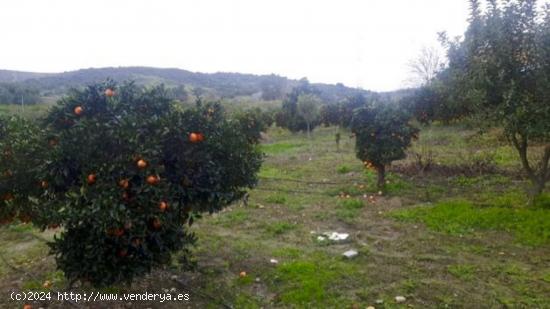  FINCA EN TESORILLO - CADIZ 