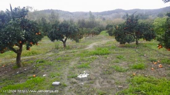 FINCA EN TESORILLO - CADIZ