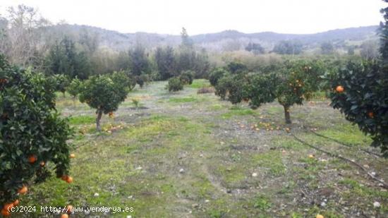 FINCA EN TESORILLO - CADIZ