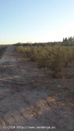 Se Vende en Las Torres de Cotillas - MURCIA