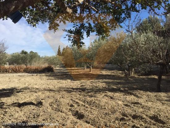 SE VENDE PARCELA EN EL ROMERAL MOLINA DE SEGURA - MURCIA