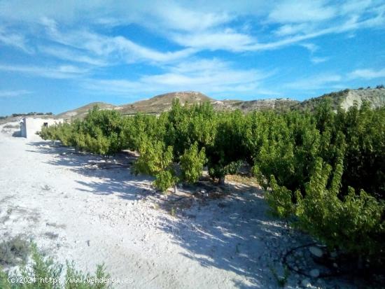  SE VENDE PARCELA EN MOLINA DE SEGURA - MURCIA 