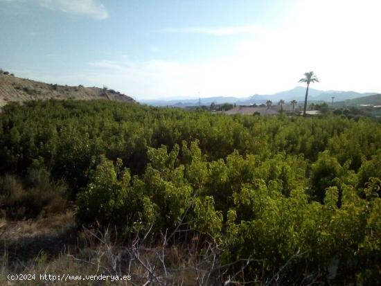 SE VENDE PARCELA EN MOLINA DE SEGURA - MURCIA