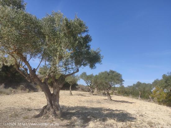 PARCELA RUSTICA DE 15.000M2 CERCA DEL CASCO URBANO - ALBACETE