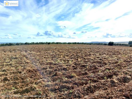 Finca rústica a la venta con casi 7 hectáreas en Gerena, Sevilla - SEVILLA