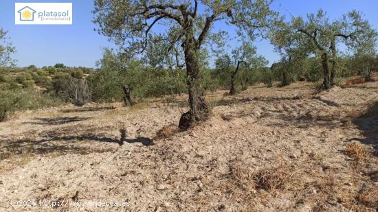 Finca rústica a la venta en Gerena zona camino piedra caballera - SEVILLA