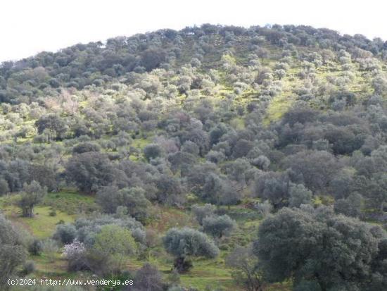 Terreno rústico en venta para invertir en carretera ex-320 zafra-lapa km. 6-7 cortijo  la campana  